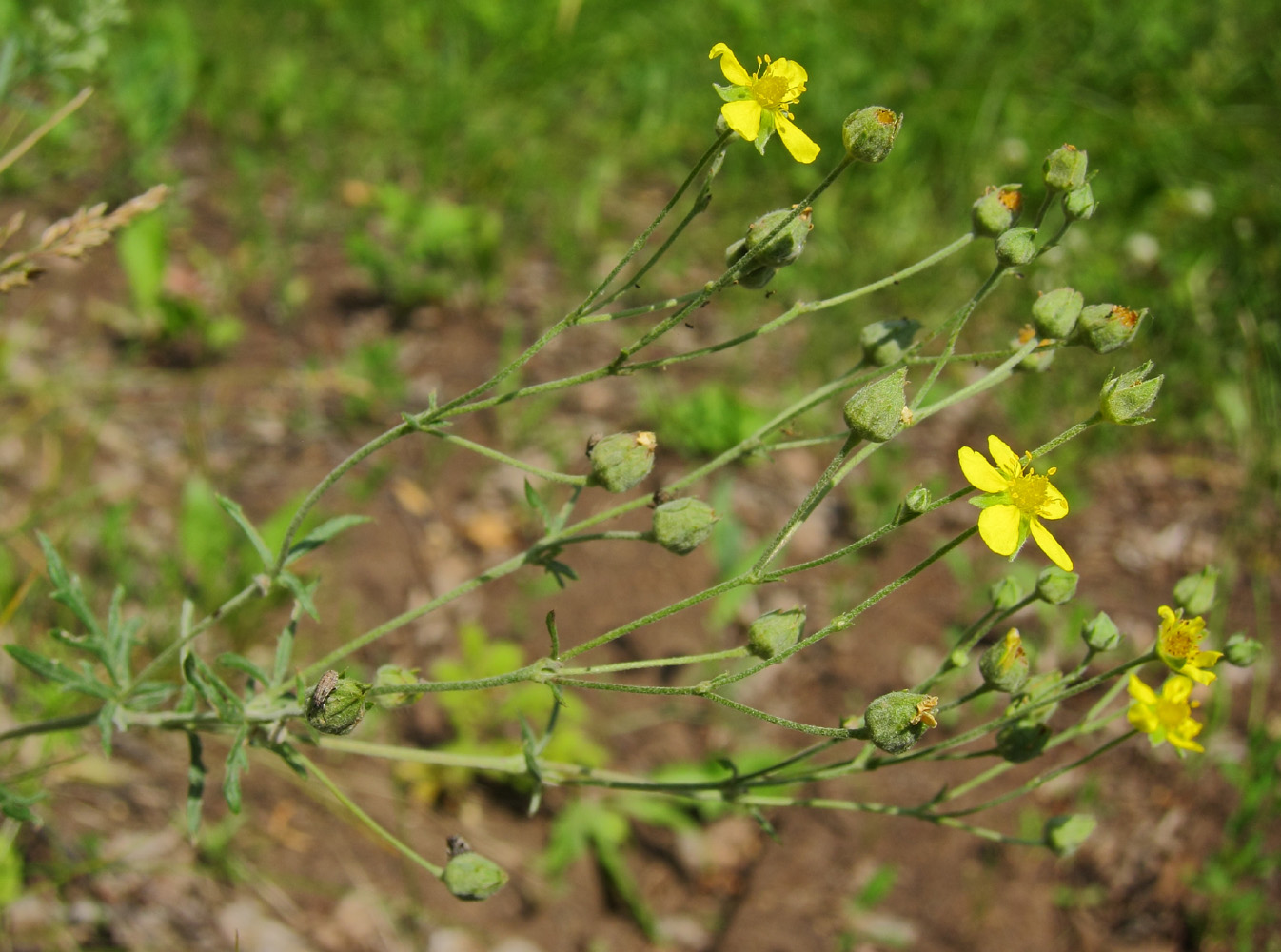 Изображение особи Potentilla argentea.