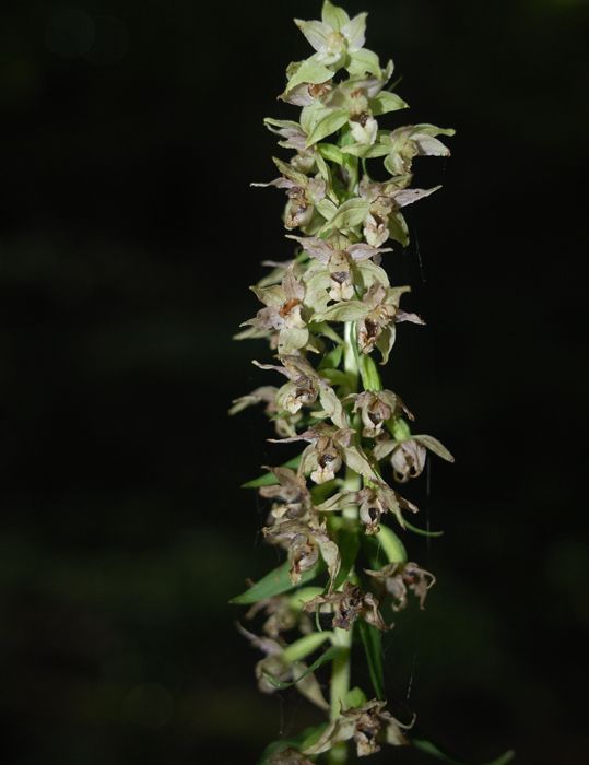 Изображение особи Epipactis helleborine.