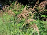 род Calamagrostis