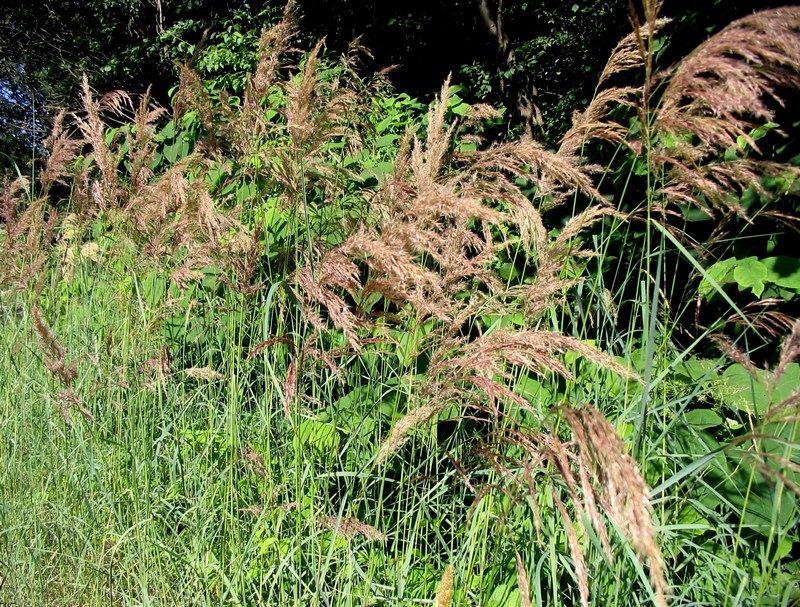 Изображение особи род Calamagrostis.