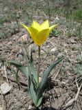 Tulipa brachystemon. Цветущее растение. Казахстан, Джунгарский Алатау, пер. Алтын-Эмель. 24 апреля 2012 г.