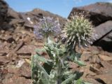 Echinops nanus