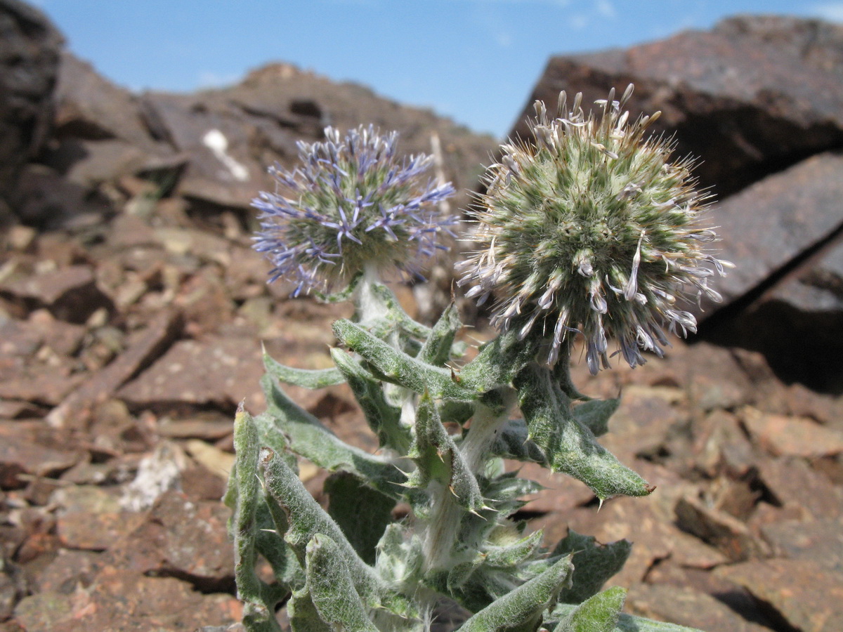 Изображение особи Echinops nanus.