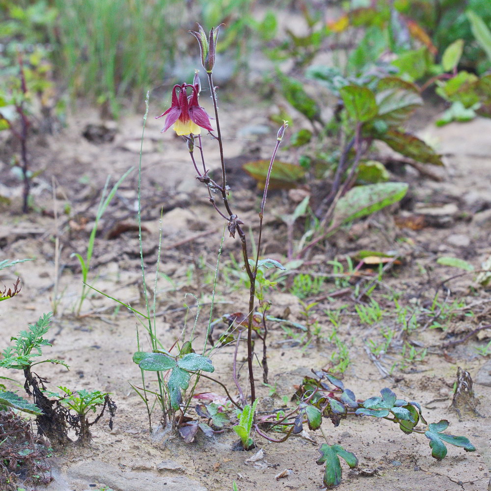 Изображение особи Aquilegia oxysepala.