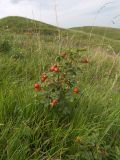 Rosa pulverulenta