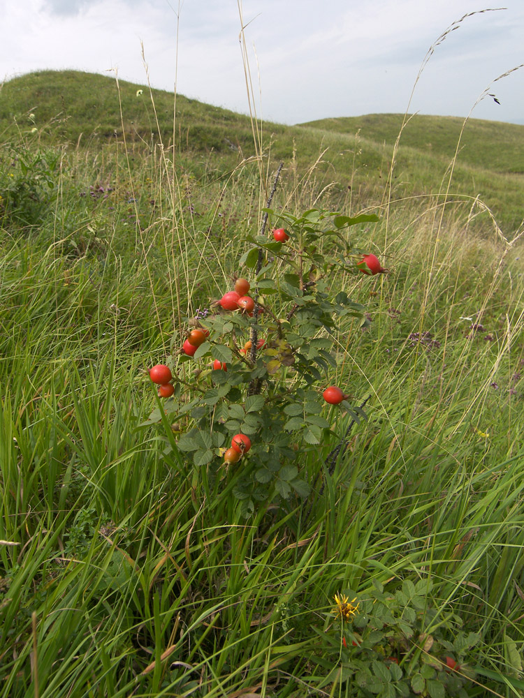 Image of Rosa pulverulenta specimen.