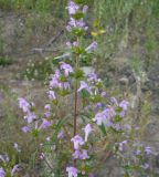 Galeopsis ladanum