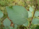 Betula pubescens. Лист. Санкт-Петербург, Выборгский р-н, парк «Сосновка». 17.08.2014.