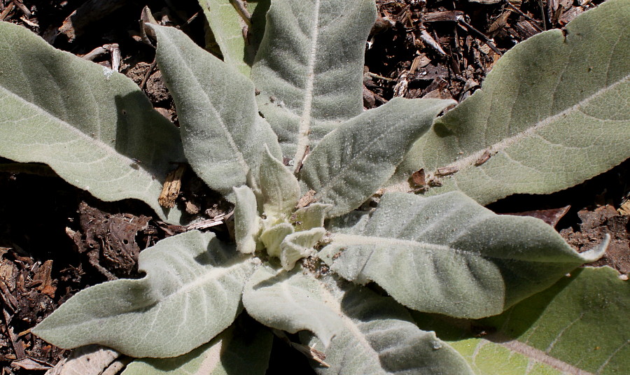 Изображение особи Verbascum pulverulentum.