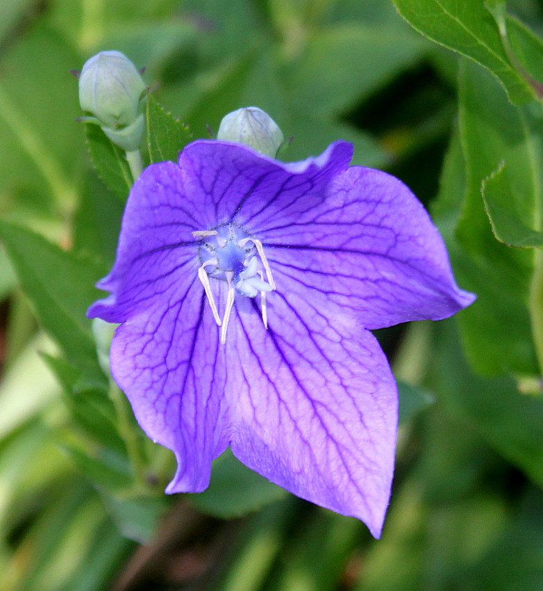 Image of Platycodon grandiflorus specimen.
