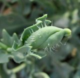 Glaucium flavum