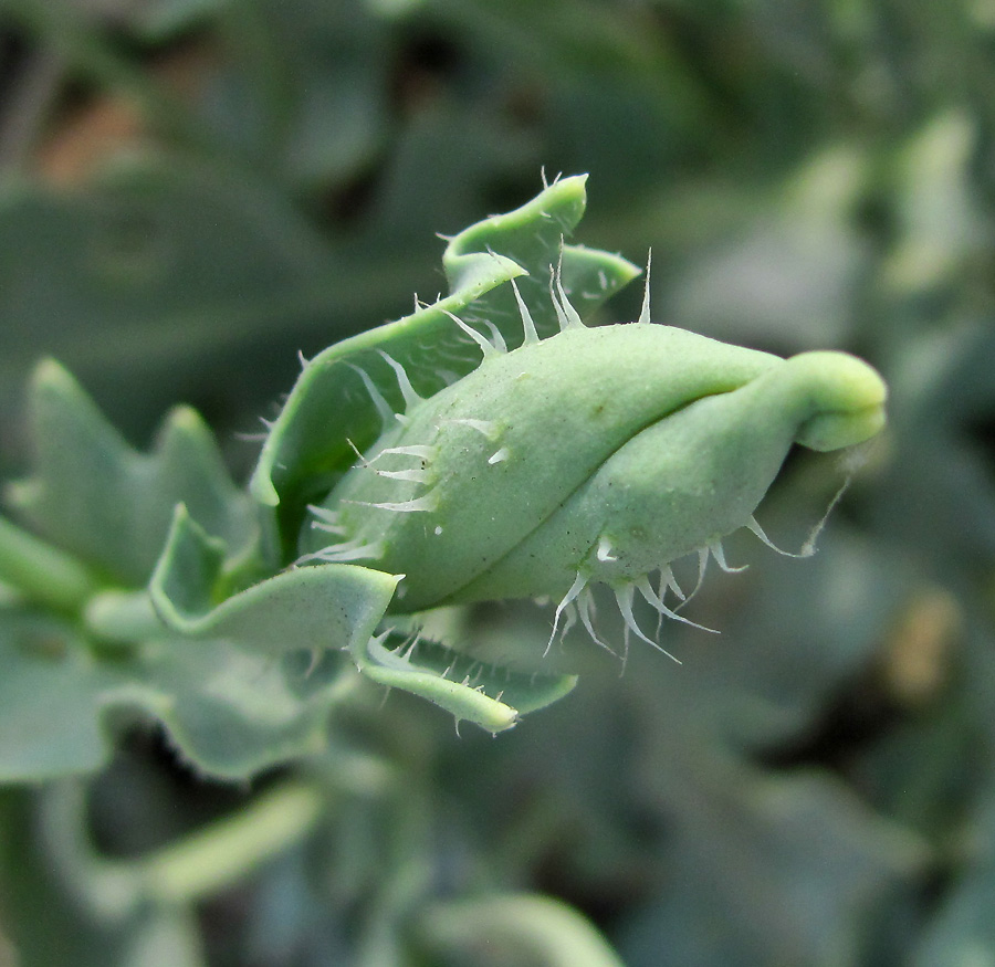 Изображение особи Glaucium flavum.