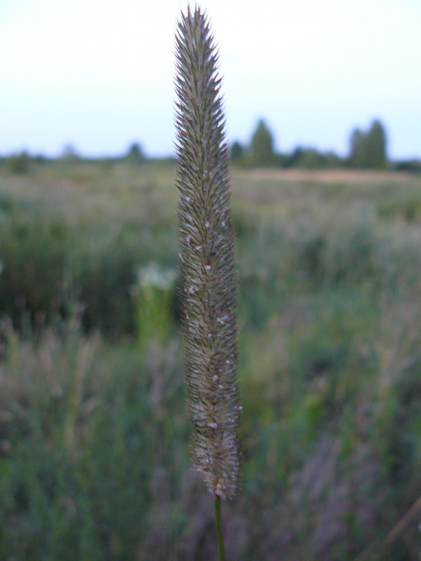 Image of Phleum phleoides specimen.