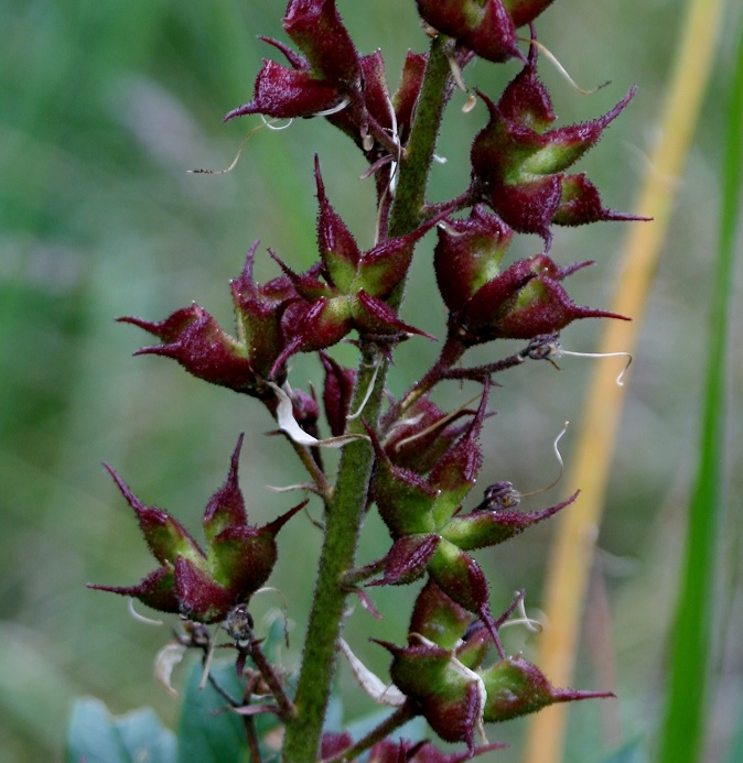 Image of Dictamnus angustifolius specimen.