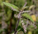 Urtica dioica