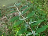 Buddleja davidii. Верхушка ветви. Краснодарский край, окр. Сочи, берег р. Хоста. 06.10.2014.