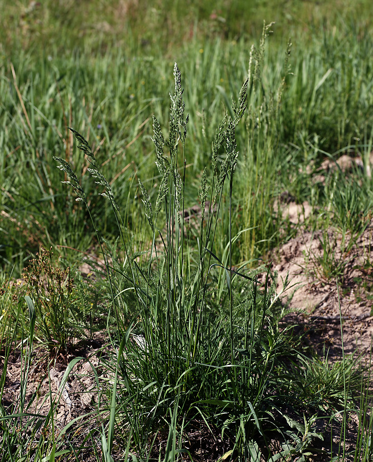 Изображение особи Poa pratensis.