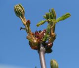 Aesculus hippocastanum. Верхушка ветви с развивающимися побегами. Московская обл., Раменский р-н, окр. дер. Хрипань, садовый участок. 07.05.2014.