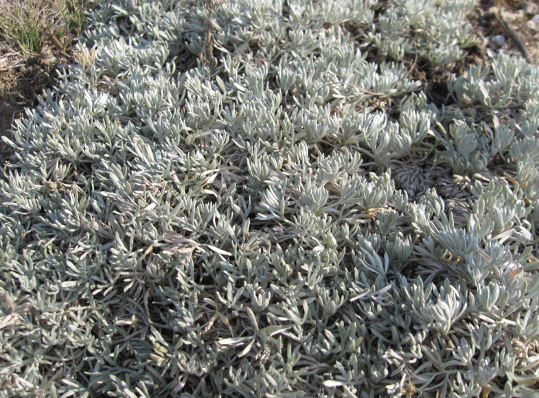 Image of Artemisia caucasica specimen.