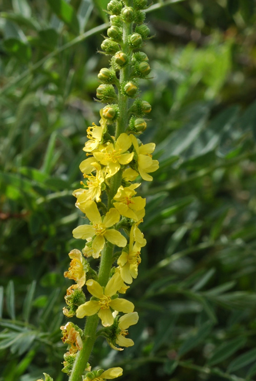 Image of Agrimonia asiatica specimen.