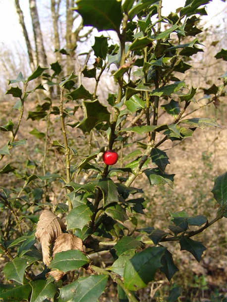 Image of Ilex colchica specimen.