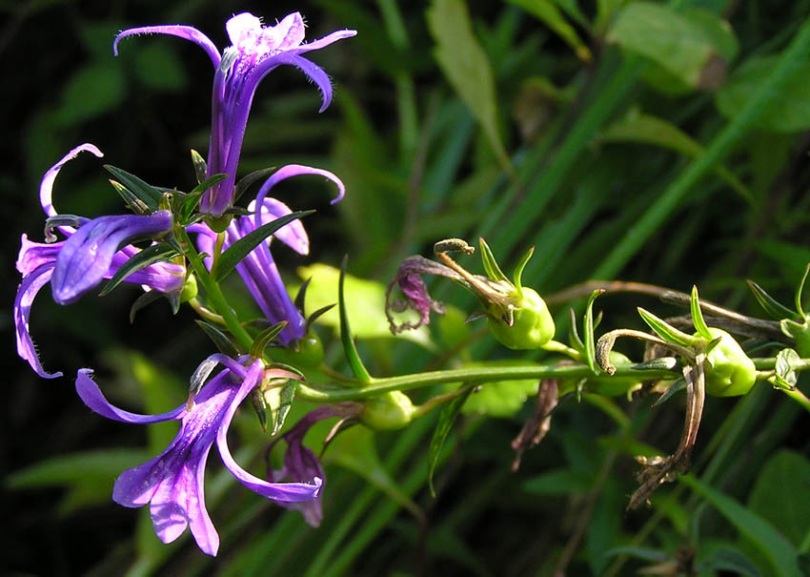 Image of Lobelia sessilifolia specimen.