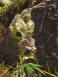 Aconitum rotundifolium