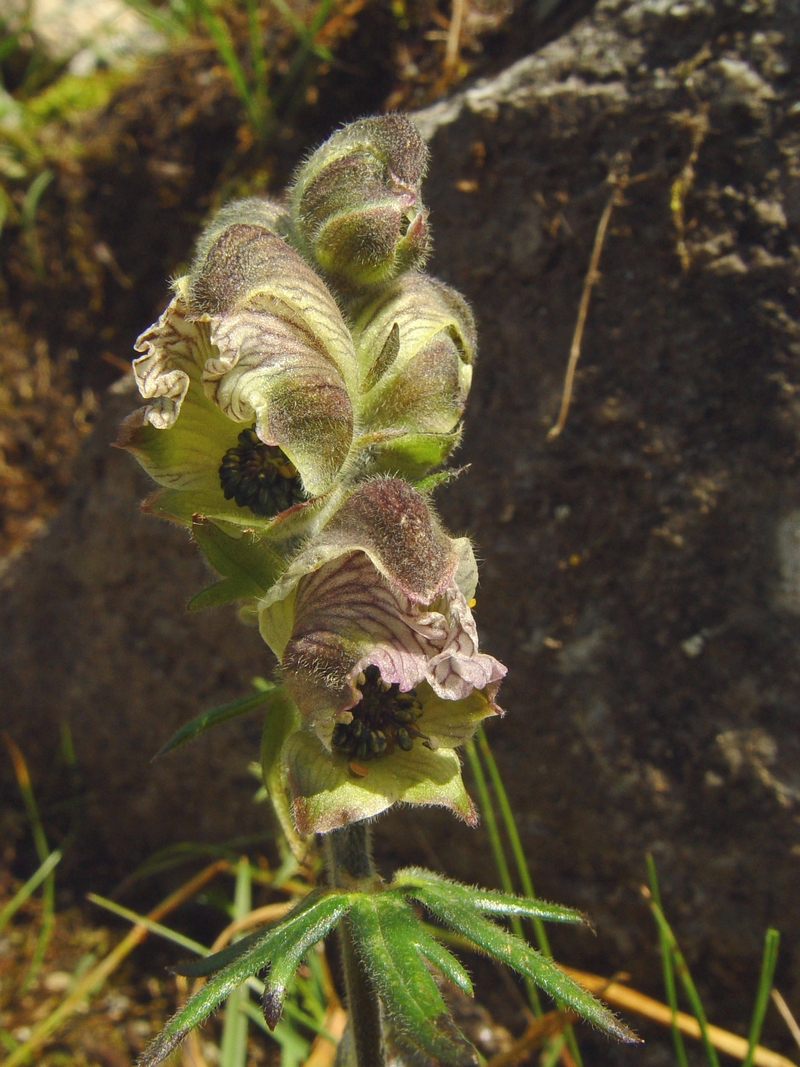 Изображение особи Aconitum rotundifolium.