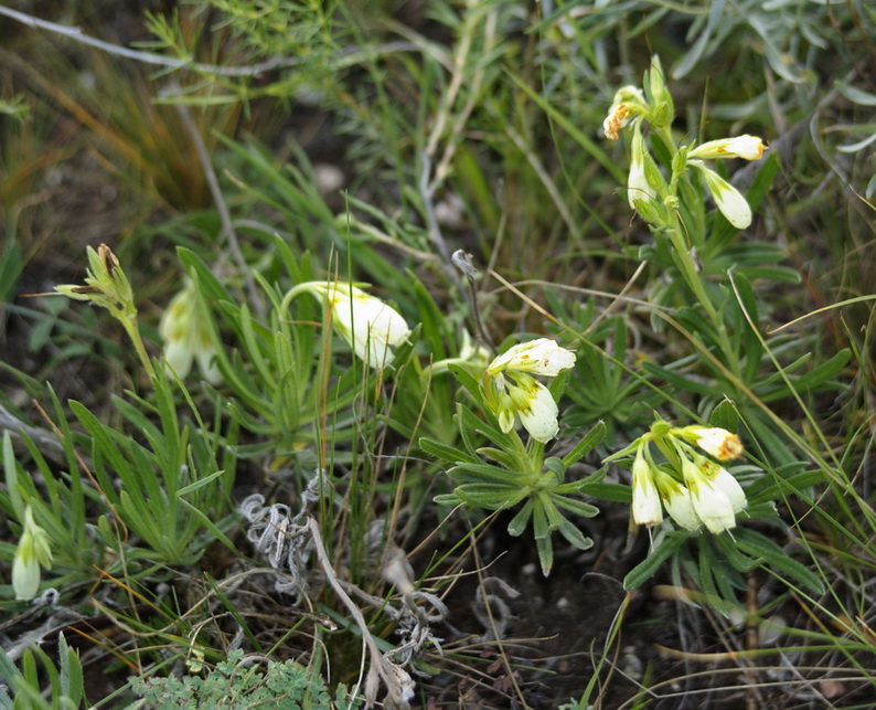 Image of Onosma simplicissima specimen.