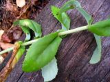 Hylotelephium maximum