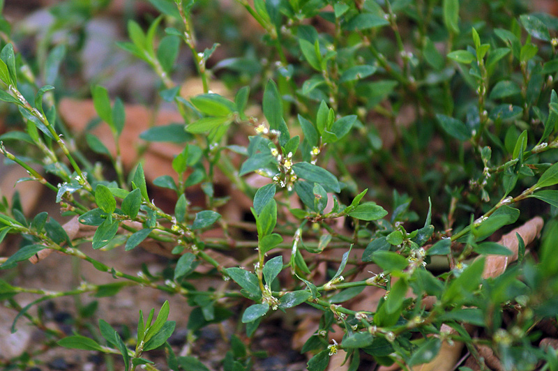 Изображение особи Polygonum aviculare.