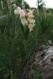 Lathyrus lacaitae