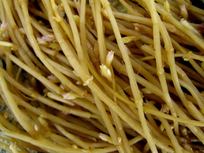 Image of Honckenya peploides ssp. diffusa specimen.