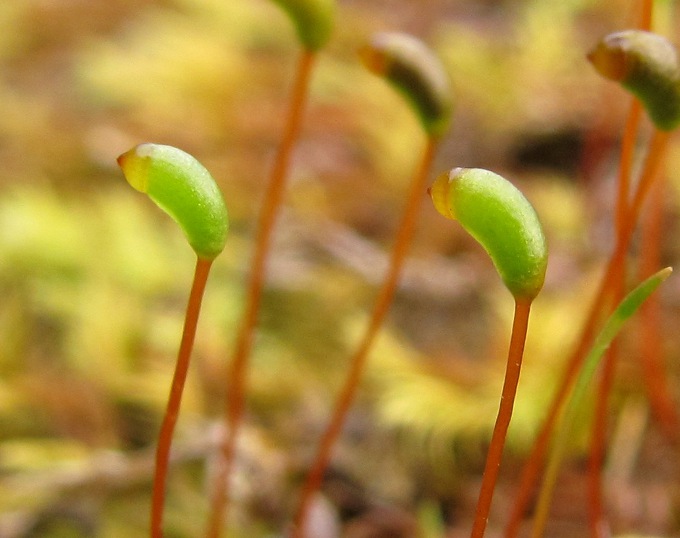 Изображение особи Leptodictyum riparium.