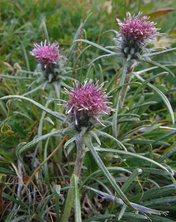 Изображение особи Saussurea schanginiana.