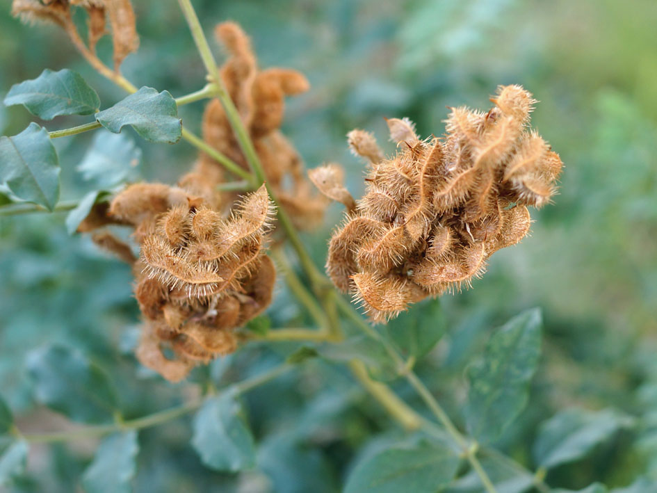 Image of Glycyrrhiza shiheziensis specimen.