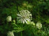 Astrantia major. Соцветие. Москва, ГБС РАН, дубрава, у дороги. 09.08.2012.