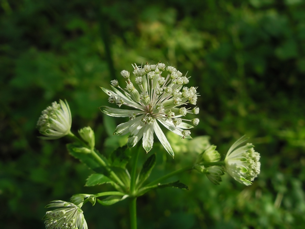 Изображение особи Astrantia major.