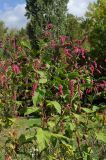 Persicaria orientalis