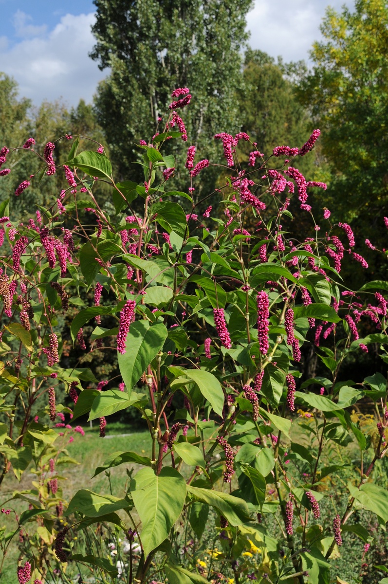 Image of Persicaria orientalis specimen.