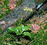 Image of taxon representative. Author is Виталий Гуменюк