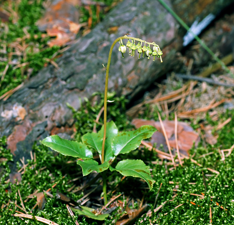 Image of Orthilia secunda specimen.