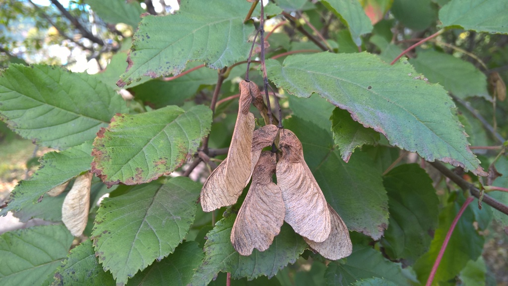 Image of Acer tataricum specimen.