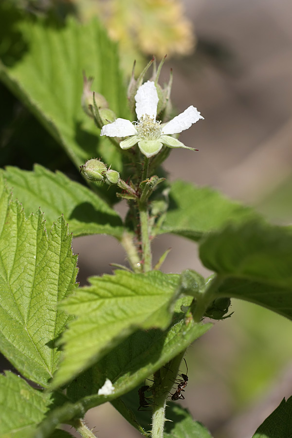 Изображение особи Rubus caesius.