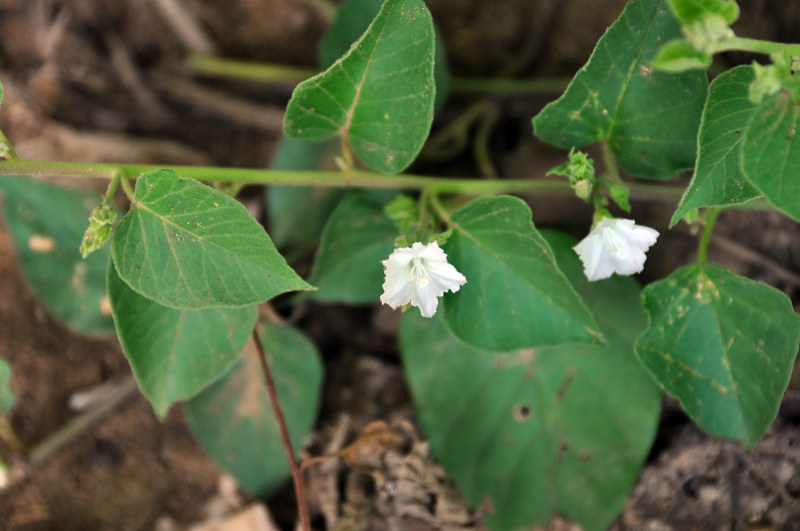 Image of Jacquemontia paniculata specimen.