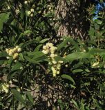 Acacia melanoxylon