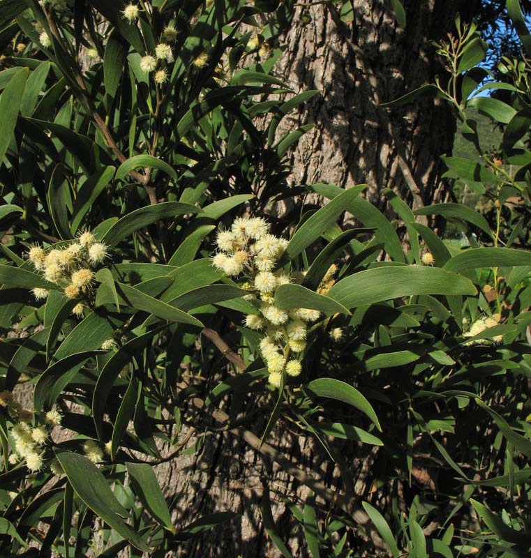 Image of Acacia melanoxylon specimen.