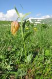 Fritillaria ophioglossifolia. Цветущее растение. Адыгея, Кавказский биосферный заповедник, хр. Каменное Море, субальпийский луг, выс. ≈ 2000 м н.у.м. 13.06.2015.