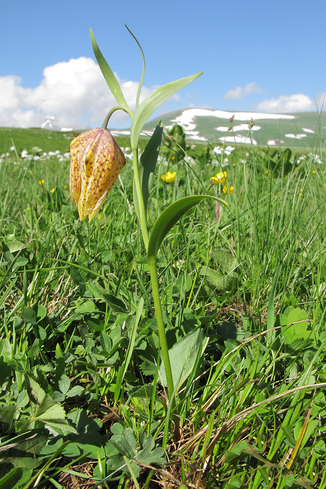 Image of Fritillaria ophioglossifolia specimen.