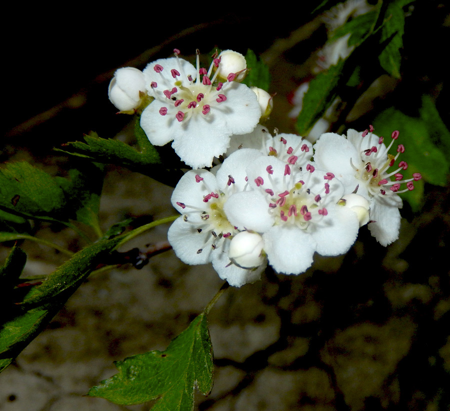 Image of Crataegus rhipidophylla specimen.